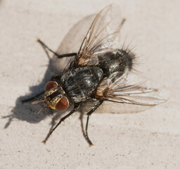House fly