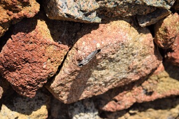 Close-up, butterfly on a stone in the forest
