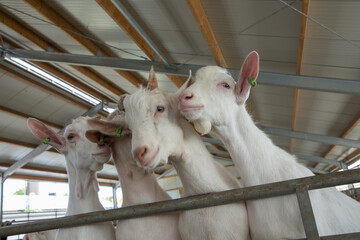 Goats. Goatfarm. Goatstables. 