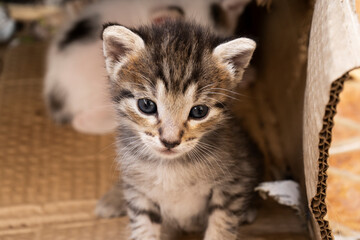 Adorable couple of cat puppies