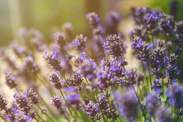 The bee pollinates the lavender flowers. Plant decay with insects.