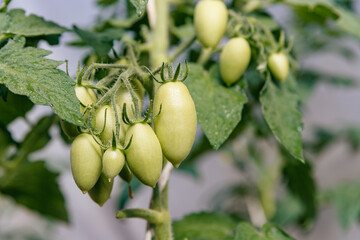 Bunch of green unripe tomatoes elongated oval shape in the bush.