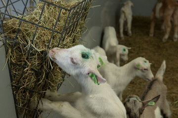Goats. Goatfarm. Goatstables. Young goats eating hay.
