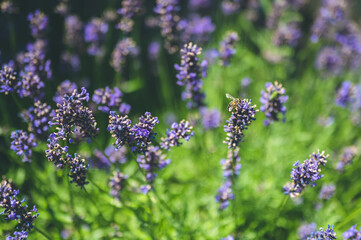 The bee pollinates the lavender flowers. Plant decay with insects.