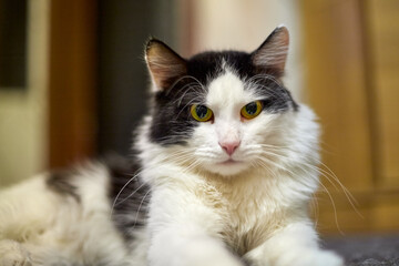 Cute young black and white cat in the room