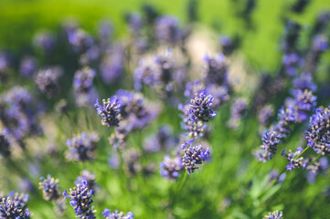 The bee pollinates the lavender flowers. Plant decay with insects.