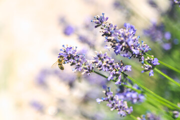 The bee pollinates the lavender flowers. Plant decay with insects.