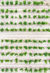 Vineyard landscape in summer from a drone. San Vicente de la Sonsierra. Autonomous Community of La Rioja. Spain. Europe