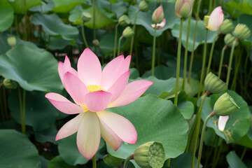 Fototapeta premium pink lotus is a beautiful flower