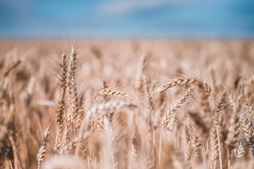 Fototapeta premium Summer grain field. Grain closeup. Summer grain and blue sky in background.