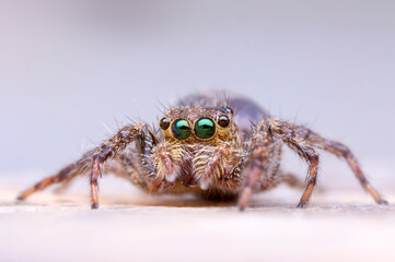 Jumping spider, jumping as far as cheetah speed