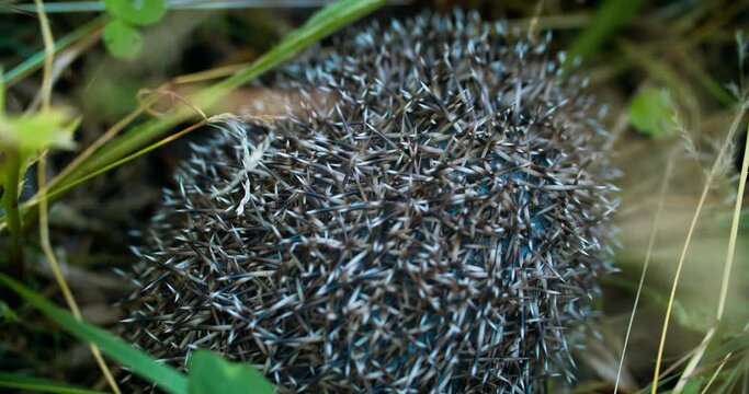 hedgehog lies in the grass twisting in a ball