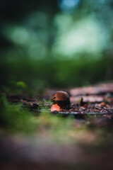 Neoboletus luridiformis - Boletus luridiformis - The Scarletina Bolete, for its red pores (yellow when young). Little mushroom in dark forest.