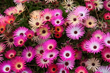 pink flowers background