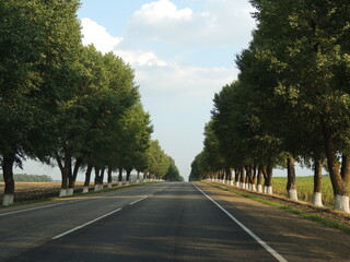 the trees along the route