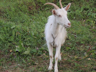 a goat grazes in a meadow