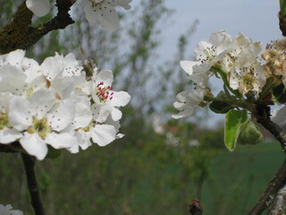Apfelbaum Apfelblüten Frühling