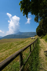 Fototapeta na wymiar Paesaggio di montagna vicino Brentonico