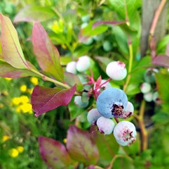 huckleberry
