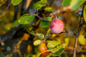 Ripening Plum on The Branch Close Up