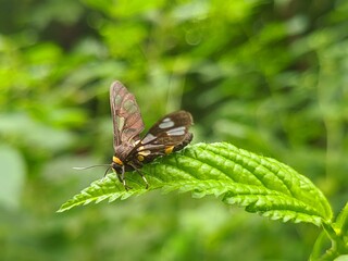 butterfly on green leaf