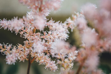 pink flowers
