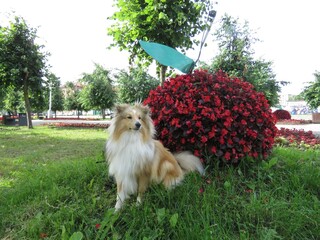 Собака, рыжая, пушистая, шелти, цветы, лето, щенок,...