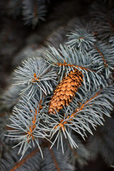Naklejka na ściany i meble close up of pine needles cones