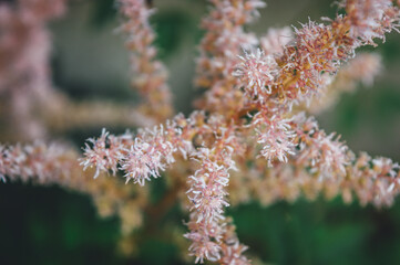 close up of a pink flower