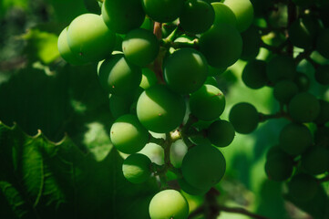 green unripe grapes