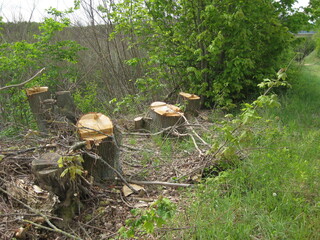 Holz Rodung, abgeholzte Bäume