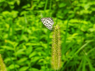 Beauty of butterfly