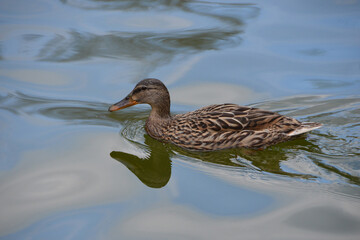 Female mallard duck swimming in the water