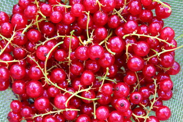 Rote Johannisbeeren