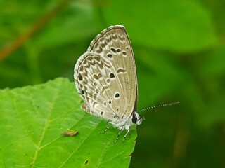 butterfly on green leaf