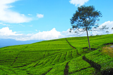 Fototapeta na wymiar Tea plantations on the hill, Indonesia