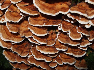 Fungus growing in tree
