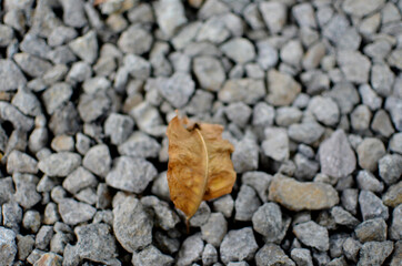 dry leaf on the pebble stones on the ground