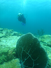 Naklejka na ściany i meble underwater scuba divers caribbean sea Curacao island 