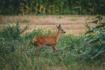 A young roe deer eats grass next to a sunflower field
