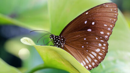 brown butterfly resting on a green leaf, this fragile lepidoptera has wide wings and long antennas, he stays in a tropical botanical garden in Chiang Mai, thailand