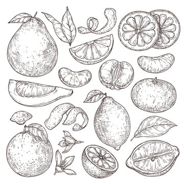 Citrus fruits sketch. Hand drawn orange mandarin pomelo, isolated tropical juicy plants. Vintage lemon blossom flower vector illustration. Lemon healthy drawn sketch and sour fruits