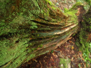 detail of dead tree trunk