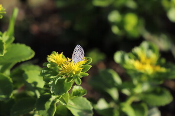 キリンソウに止まるシジミチョウ