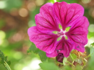 Fototapeta premium flowers in bloom