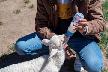 little cute lamb drinking milk with a bottle by someone's hand.