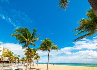 Coconut palm trees and white sand in Las Olas Beach