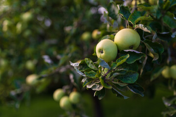 Young green apples growing on a tree