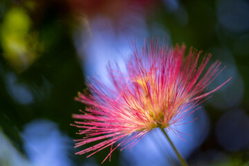 Macro, pink flower on the green blue background 