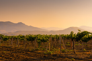 Vineyards in the mountains at sunset. Beautiful summer landscape. Crimea, Russia